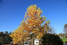 2014-10-099865.JPG