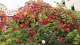2014-10-160608.JPG