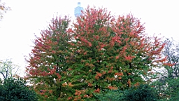 2014-11-012816.JPG