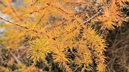 2014-11-032960.JPG