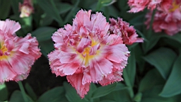 2016-04-21--06990.JPG