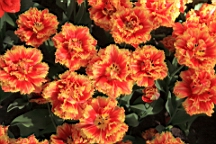 2016-04-21--07029.JPG