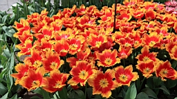 2016-04-21--07045.JPG