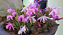 2016-04-21--07116.JPG