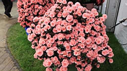 2016-04-25--07570.JPG