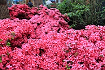 2016-04-25--07600.JPG