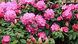2016-04-25--07603.JPG