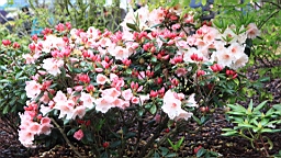 2016-04-25--07608.JPG