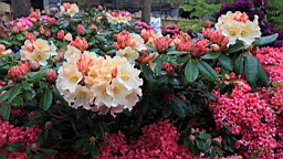 2016-04-25--07625.JPG