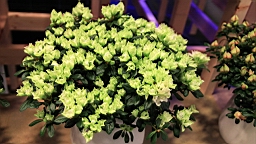 2016-04-25--07743.JPG