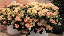 2016-04-25--07745.JPG