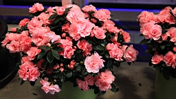 2016-04-25--07748.JPG