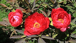 2016-05-06--08678.JPG