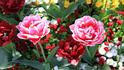2016-05-06--08750.JPG