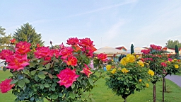 20160527_060610.jpg