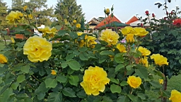 20160527_060614.jpg