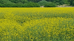 20160528_200442.jpg
