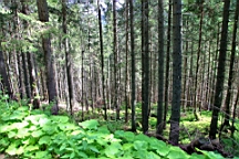2016-05-31--04020.JPG