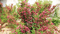 2016-06-05--04445.JPG