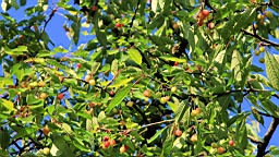 2016-06-10--04669.JPG
