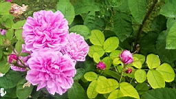 20160621_155613.jpg