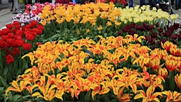 2017-04-20--15754.JPG