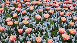 2017-04-20--15783.JPG