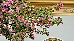 17_01453.JPG