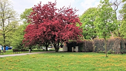 2017-05-06--17786.JPG