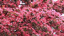 2017-05-06--17788.JPG