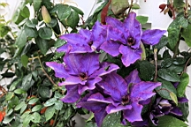 2017-06-20- (045).JPG
