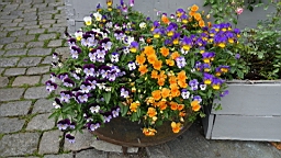 2017-06-20- (050).JPG
