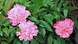 2017-06-20- (052).JPG