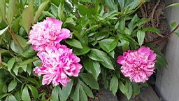 2017-06-20- (053).JPG