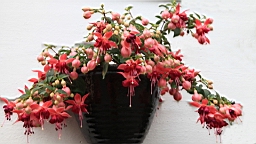 2017-06-20- (055).JPG