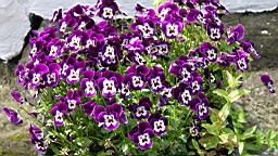 2017-06-20- (059).JPG