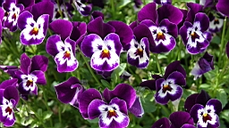 2017-06-20- (061).JPG