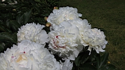 2017-06-22- (10).JPG