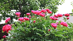 2017-06-22- (11).JPG