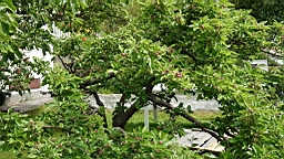 2017-06-22- (9).JPG