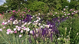 2017-06-24- (49).JPG