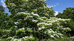 2017-06-24- (54).JPG