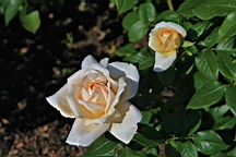 2017-06-24- (71).JPG