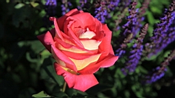 2017-06-24- (72).JPG