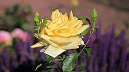 2017-06-24- (73).JPG