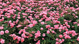 2017-06-26- (134).JPG