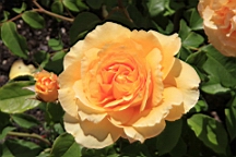 2017-06-26- (149).JPG