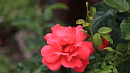 2017-06-28- (109).JPG