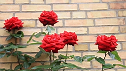 2017-06-28- (129).JPG