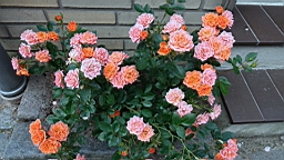 2017-06-28- (130).JPG